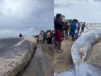 Snapshot of the whale carcass on the beach. Snapshot of the whale carcass on the beach.