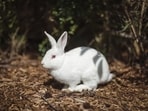 Rabbits love to jump around and keep themselves entertained, so it's important to design a space for them where they can play, exercise and beat their boredom. 