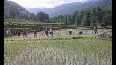 Himachal Pradesh government begins paddy procurement with increased MSP Himachal Pradesh government begins paddy procurement with increased MSP