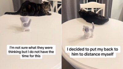The image shows the cat with the kitty. (Instagram/@mr.milothechonk) The image shows the cat with the kitty. (Instagram/@mr.milothechonk)