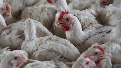 South Africa Bird Flu: Chickens on a chicken farm in Lichtenburg, South Africa. (AP)