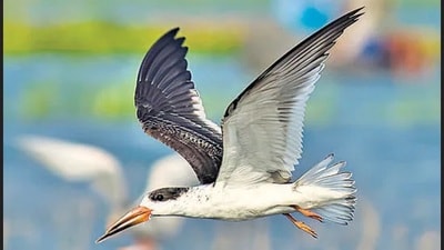 The Indian Skimmer (Sourced)
