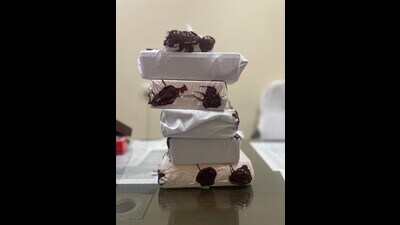 The motivation behind this smuggling appears to earn profit by taking advantage of the price difference between Pakistan and India, the official said. The motivation behind this smuggling appears to earn profit by taking advantage of the price difference between Pakistan and India, the official said.
