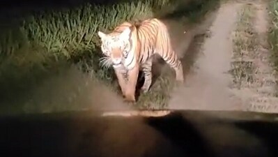 Snapshot of the tiger in the sugarcane field. Snapshot of the tiger in the sugarcane field.