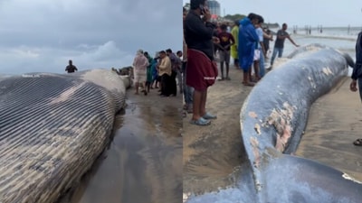 Snapshot of the whale carcass on the beach. (Instagram/@nizamudheen) Snapshot of the whale carcass on the beach. (Instagram/@nizamudheen)