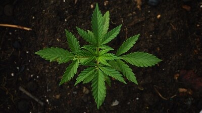 That's the finding of researchers at Colorado State University who say booming indoor marijuana production in the United States is a major and growing source of greenhouse gas emissions that cause global warming. (Unsplash)