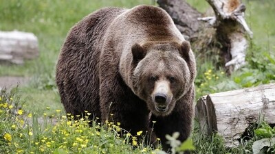 A grizzly bear roams an exhibit at the Woodland Park Zoo, closed for nearly three months because of the coronavirus outbreak, Tuesday, May 26, 2020, in Seattle (AP Photo/Elaine Thompson) (AP)