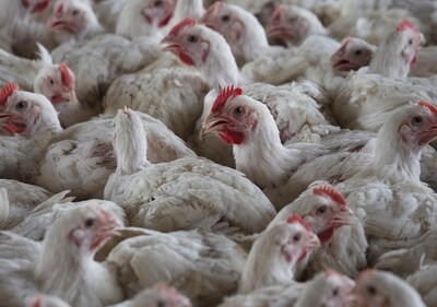 Bird flu has been a cause of worry globally due to its potential to infect humans, raising concerns about the possible spread of the avian influenza virus. (AP) Bird flu has been a cause of worry globally due to its potential to infect humans, raising concerns about the possible spread of the avian influenza virus. (AP)