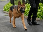 A uniformed division officer was bitten by the dog around 8 p.m. Monday, Sept. 25, at the White House, and was treated on-site by medical personnel, said USSS chief of communications Anthony Guglielmi. The officer is doing just fine, he said. (AP Photo/Carolyn Kaster, File)