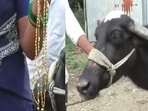 Snapshot of the bull who ate the gold mangalsutra. 
