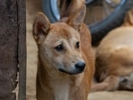 Stray_dog