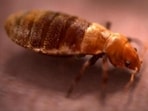 Bed bugs: The stuff nightmares are made of. Bed bugs: The stuff nightmares are made of.