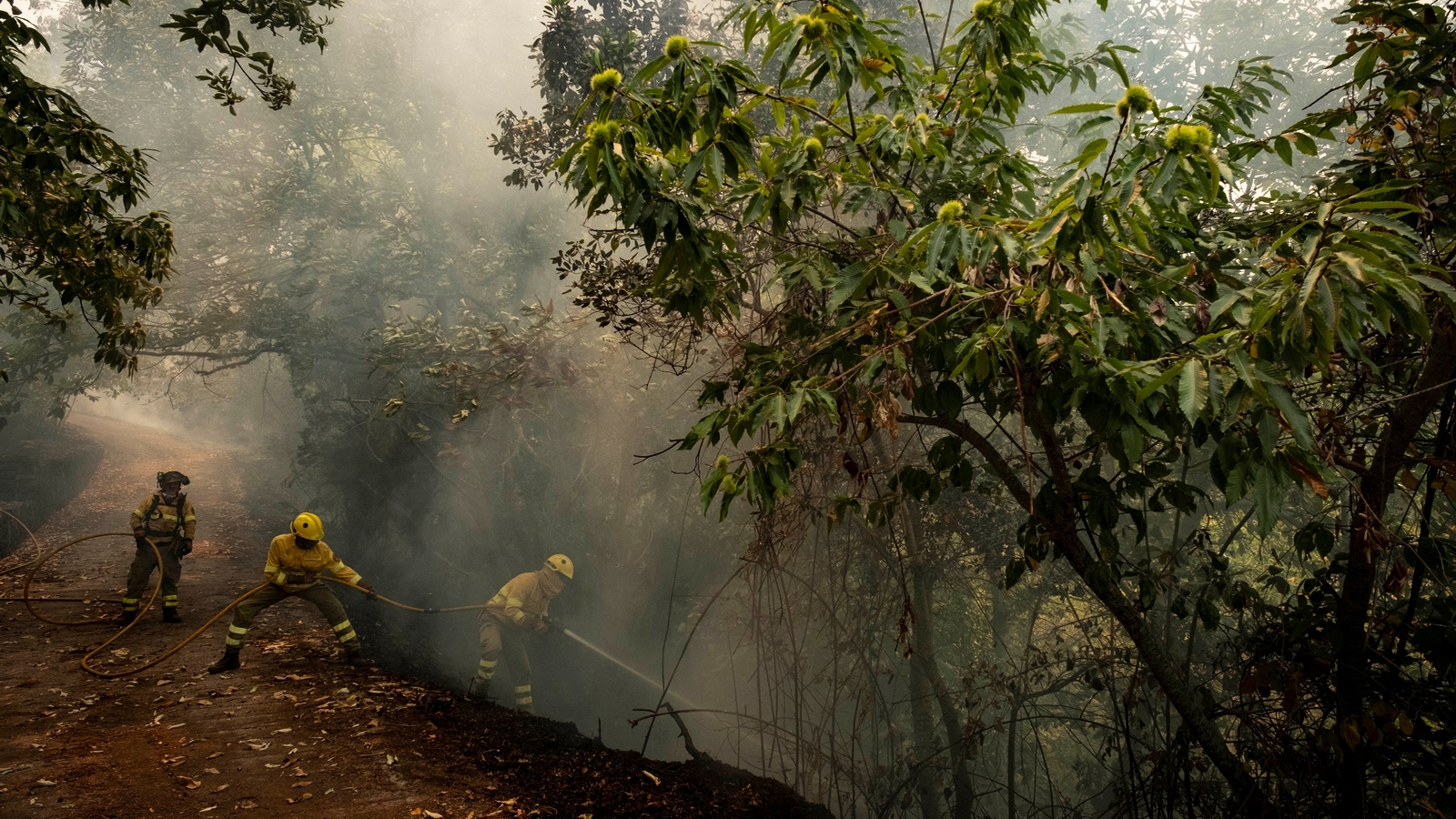 Wildfire in Spain's Tenerife island forces 3,000 people to evacuate - Vimarsana News