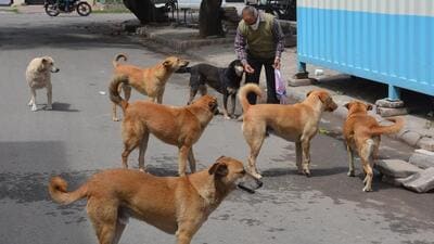 Lucknow set to get its first animal crematorium