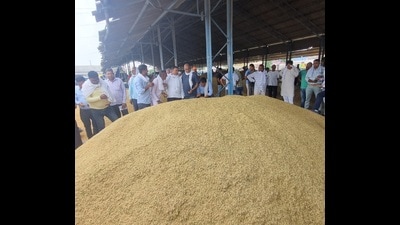 Basmati growers of Haryana are eying a rich dividend this year as the Union government’s decision to relax the minimum export price (MEP) to US $850 from US $1,200 has led to a sudden rise in the prices of the premium aromatic long-grained basmati rice pushing it beyond  ₹4,000 a quintal. (HT File Photo)