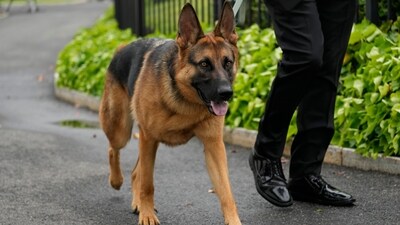A uniformed division officer was bitten by the dog around 8 p.m. Monday, Sept. 25, at the White House, and was treated on-site by medical personnel, said USSS chief of communications Anthony Guglielmi. The officer is doing just fine, he said. (AP Photo/Carolyn Kaster, File) (AP) A uniformed division officer was bitten by the dog around 8 p.m. Monday, Sept. 25, at the White House, and was treated on-site by medical personnel, said USSS chief of communications Anthony Guglielmi. The officer is doing just fine, he said. (AP Photo/Carolyn Kaster, File) (AP)