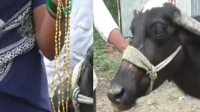 Snapshot of the bull who ate the gold mangalsutra. (Twitter/@ANI) Snapshot of the bull who ate the gold mangalsutra. (Twitter/@ANI)