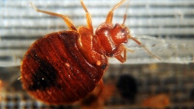 France Bedbugs: Bed bugs crawl around in a container on display during the 2nd National Bed Bug Summit in Washington, DC. (AFP) France Bedbugs: Bed bugs crawl around in a container on display during the 2nd National Bed Bug Summit in Washington, DC. (AFP)
