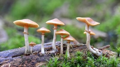 Small doses of mushrooms or microdosing may be helpful for mental illnesses, says study (Shutterstock) Small doses of mushrooms or microdosing may be helpful for mental illnesses, says study (Shutterstock)