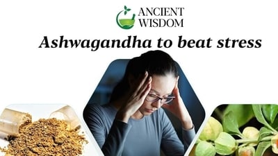 Ashwagandha or Withania somnifera is considered a wonder herb for mental health by Ayurveda from many centuries. Ashwagandha or Withania somnifera is considered a wonder herb for mental health by Ayurveda from many centuries.