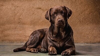 A large breed dog may age when they are 6 years old while a small dog could turn senior when they are 7 or 10. (Freepik) A large breed dog may age when they are 6 years old while a small dog could turn senior when they are 7 or 10. (Freepik)