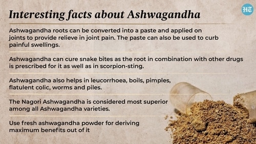 Ashwagandha can cure snake bites as the root in combination with other drugs is prescribed for it as well as in scorpion-sting. Ashwagandha can cure snake bites as the root in combination with other drugs is prescribed for it as well as in scorpion-sting.