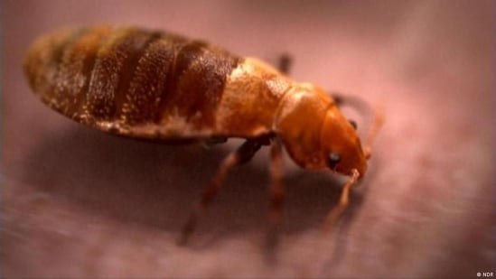Bed bugs: The stuff nightmares are made of. (DW/NDR )