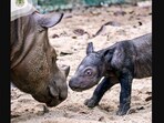 The image shows an unnamed Sumatran rhino baby with its mom Ratu. The image shows an unnamed Sumatran rhino baby with its mom Ratu.