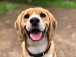 Keeping your pet happy isn't just about their well-being; it also brings joy to your life. Keeping your pet happy isn't just about their well-being; it also brings joy to your life.