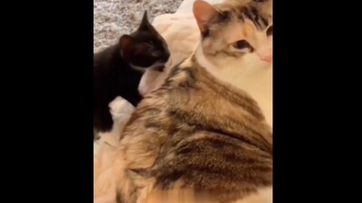 The image shows a cat on its way to smack a kitty. (Reddit/@Thund3rbolt) The image shows a cat on its way to smack a kitty. (Reddit/@Thund3rbolt)