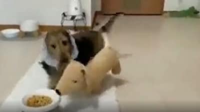 The image shows a dog with its stuffed dog. (Reddit/@Apollo_012) The image shows a dog with its stuffed dog. (Reddit/@Apollo_012)