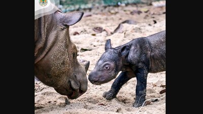 The image shows an unnamed Sumatran rhino baby with its mom Ratu. (X/@KementerianLHK) The image shows an unnamed Sumatran rhino baby with its mom Ratu. (X/@KementerianLHK)