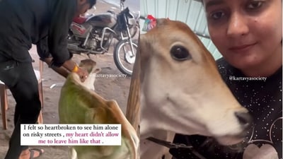 Woman saves cow. Woman saves cow.