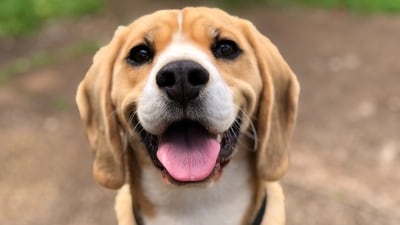 Keeping your pet happy isn't just about their well-being; it also brings joy to your life. (Unsplash/Milli) Keeping your pet happy isn't just about their well-being; it also brings joy to your life. (Unsplash/Milli)