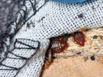 FRANCE-HEALTH-BED-BUGS-3