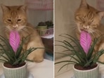 The image shows a cat trying to eat a plant. 