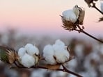 World Cotton Day 2023: Date, history, significance