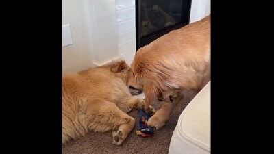 The image shows a dog stealing a toy from a sleeping pooch. (Reddit/@Cholai_214) The image shows a dog stealing a toy from a sleeping pooch. (Reddit/@Cholai_214)