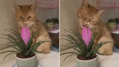 The image shows a cat trying to eat a plant. (Reddit/@RealRock_n_Rolla) The image shows a cat trying to eat a plant. (Reddit/@RealRock_n_Rolla)