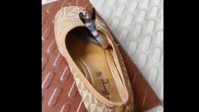 Cobra inside a shoe. (Twitter/@Susanta Nanda) Cobra inside a shoe. (Twitter/@Susanta Nanda)