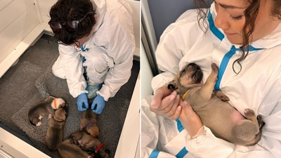 The split image shows Tom Holland and Zendaya with puppies. (Instagram/@tomholland2013) The split image shows Tom Holland and Zendaya with puppies. (Instagram/@tomholland2013)