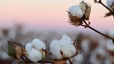 World Cotton Day 2023: Date, history, significance (Unsplash) World Cotton Day 2023: Date, history, significance (Unsplash)