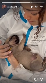 The image shows Zendaya cuddling a puppy. (Instagram/@Zendaya) The image shows Zendaya cuddling a puppy. (Instagram/@Zendaya)