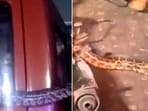 The image shows the python that a Noida cop rescued. The image shows the python that a Noida cop rescued.