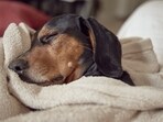 Brucella Canis, a bacterial infection that infects dogs, is not widely known, but its impact on canine health should not be underestimated. 