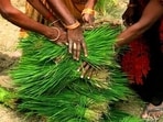 Indian women farmers place paddy saplings at one place before replanting in a field at Tiuri village, in the Indian state of Uttar Pradesh, Saturday, July 10, 2021. Agriculture is the main livelihood of more than 50 percent of India's population. Daily laborer who works in the fields earns approximately USD $1.8 a day. (AP Photo/Rajesh Kumar Singh) Indian women farmers place paddy saplings at one place before replanting in a field at Tiuri village, in the Indian state of Uttar Pradesh, Saturday, July 10, 2021. Agriculture is the main livelihood of more than 50 percent of India's population. Daily laborer who works in the fields earns approximately USD $1.8 a day. (AP Photo/Rajesh Kumar Singh)