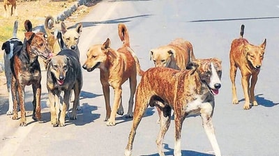 Rabies has been declared as a Notifiable Disease in Karnataka from December 5, 2022. Rabies has been declared as a Notifiable Disease in Karnataka from December 5, 2022.