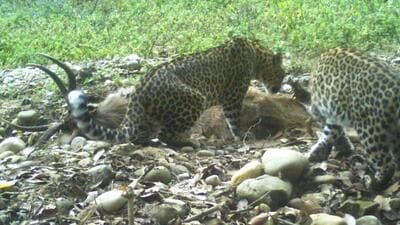 Two leopards scavenging on a road kill Sambar. (PHOTO: JANAM JAI SEHGAL) Two leopards scavenging on a road kill Sambar. (PHOTO: JANAM JAI SEHGAL)
