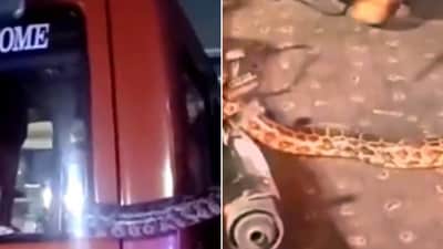 The image shows the python that a Noida cop rescued. (X/@Uppolice) The image shows the python that a Noida cop rescued. (X/@Uppolice)