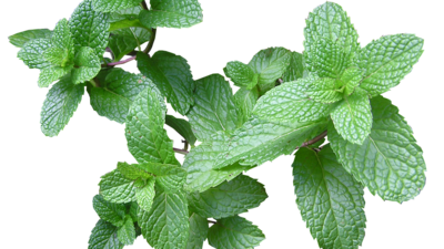 Mint: It has a relaxing effect on the stomach muscles. It also exerts antimicrobial effects when ingested. chew on fresh mint leaves to ease on motion sickness. (Pixabay) Mint: It has a relaxing effect on the stomach muscles. It also exerts antimicrobial effects when ingested. chew on fresh mint leaves to ease on motion sickness. (Pixabay)